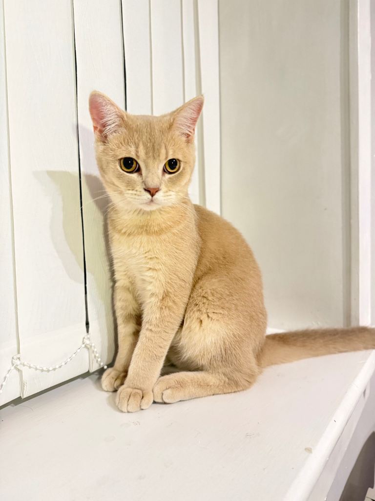 Purebred BSH Active male kitten