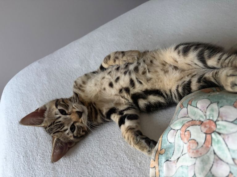 12-Week-Old Male Kitten Looking for Home 🐾