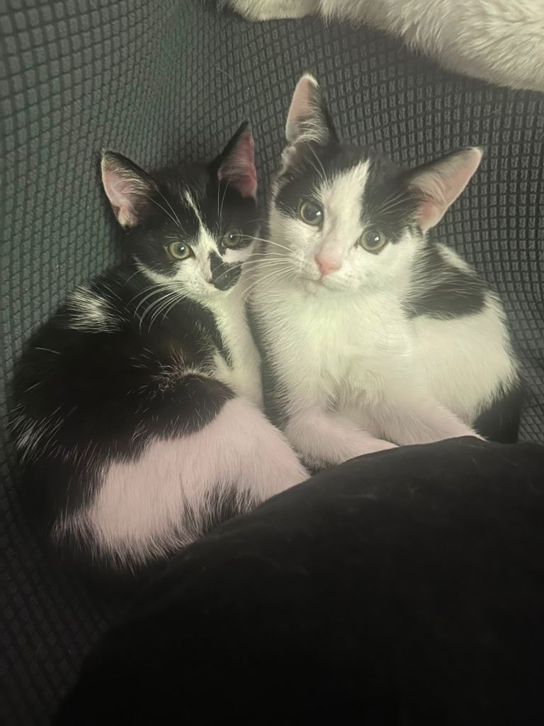 Three lovely Kittens