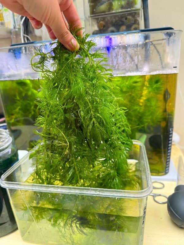 Fresh Aquarium Plants – Hornwort, Guppy Grass & Moss