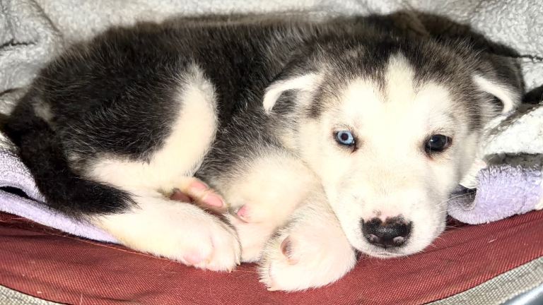 Can go now - Siberian husky 3/4 - German shepherd 1/4