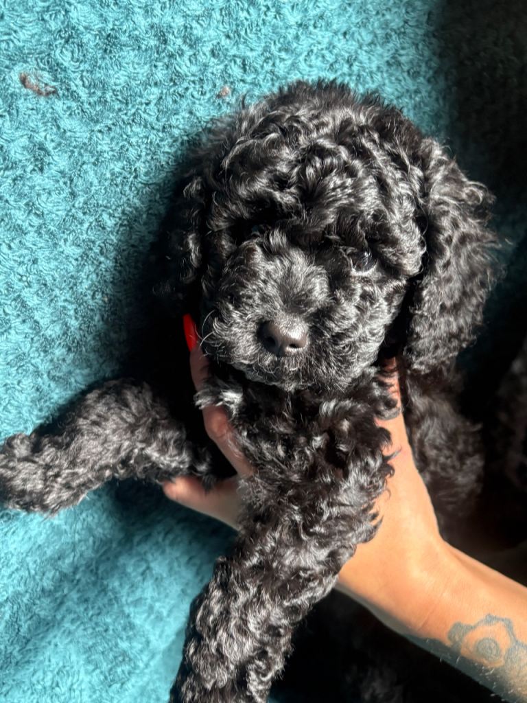 Cockapoo F2 