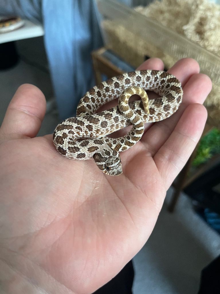Male Western Hognose Snake 