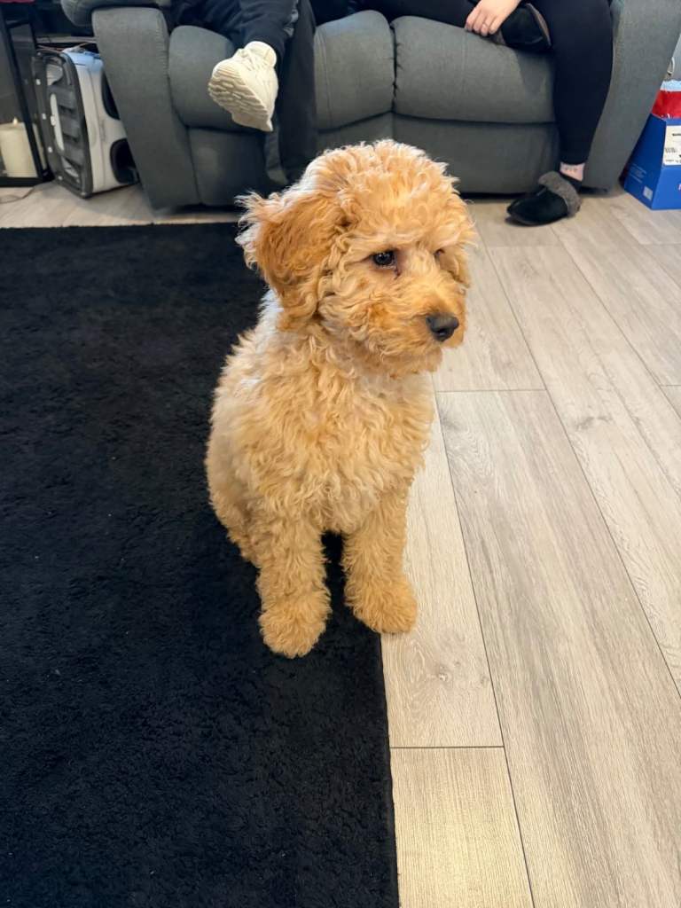 6 month old cockapoo 