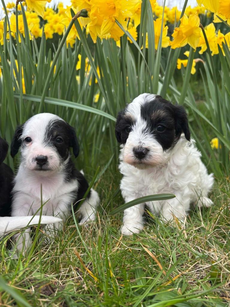 Jackadoodle puppies