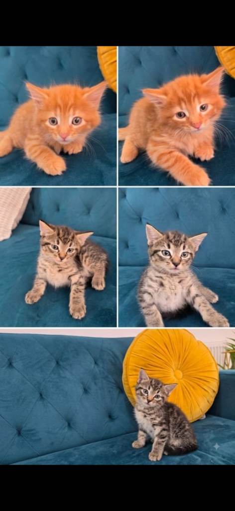 Kittens for sale