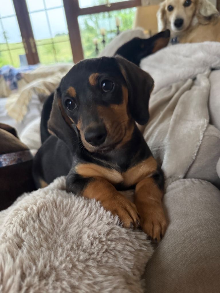 Adorable dachshund pup