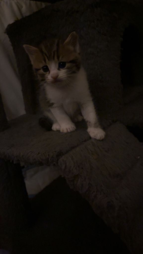 Adorable Kittens Looking for New Homes