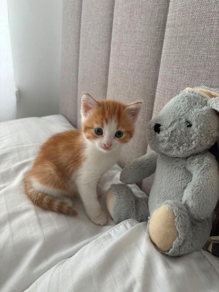 2 Turkish Angora kittens