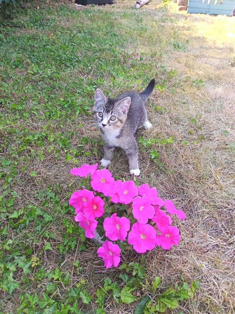 Mix bread british shorthair/domestic