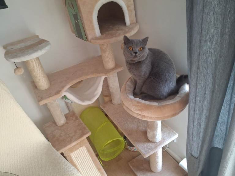 10mth British shorthair