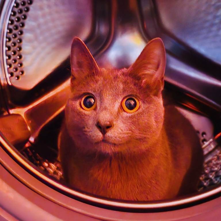 Female Russian Blue Cat needing home