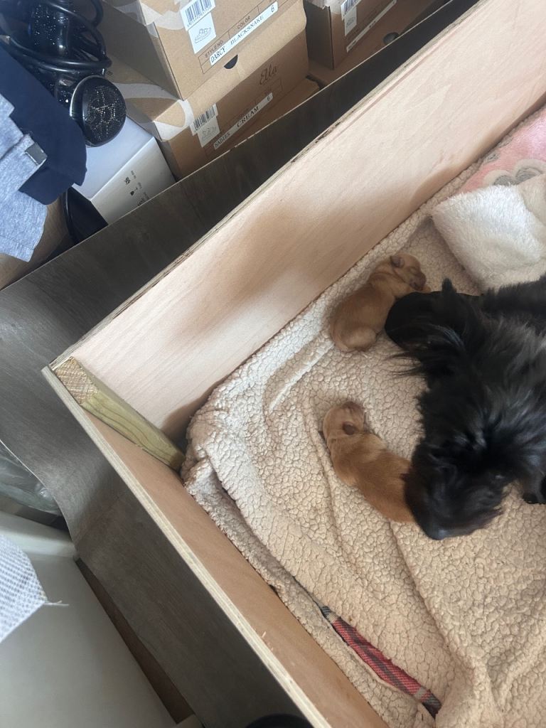 Gorgeous Yorkiepoo’s