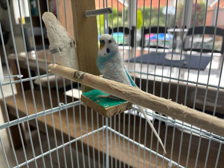 Two Budgies (Male & Female +1YR) with large cage and toys included