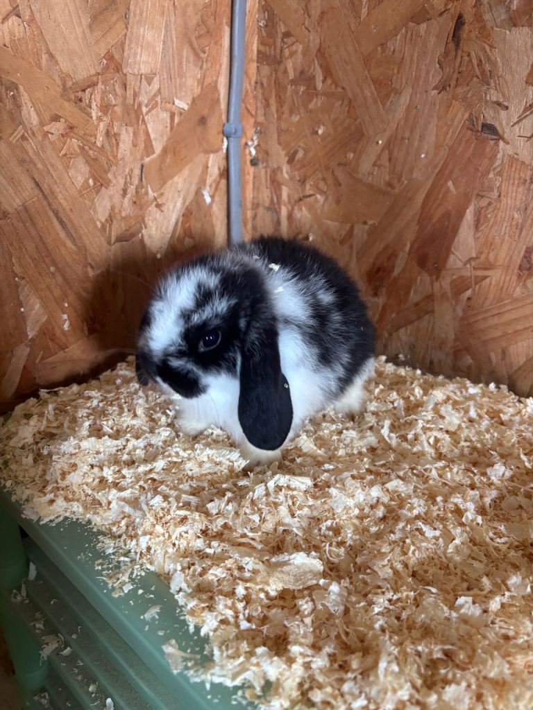 Mini lop baby rabbits 