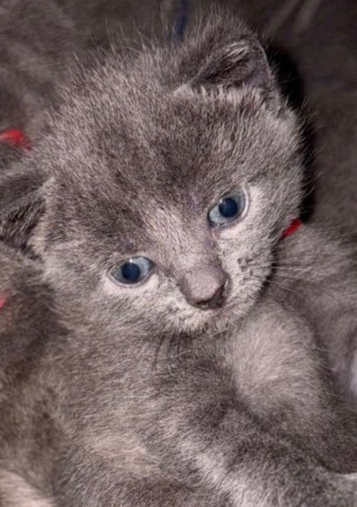 Blue Russian Kittens
