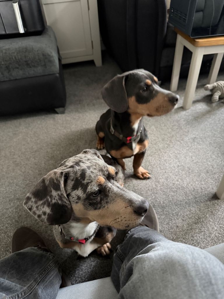 Two Dachshund / French Bull Boys 