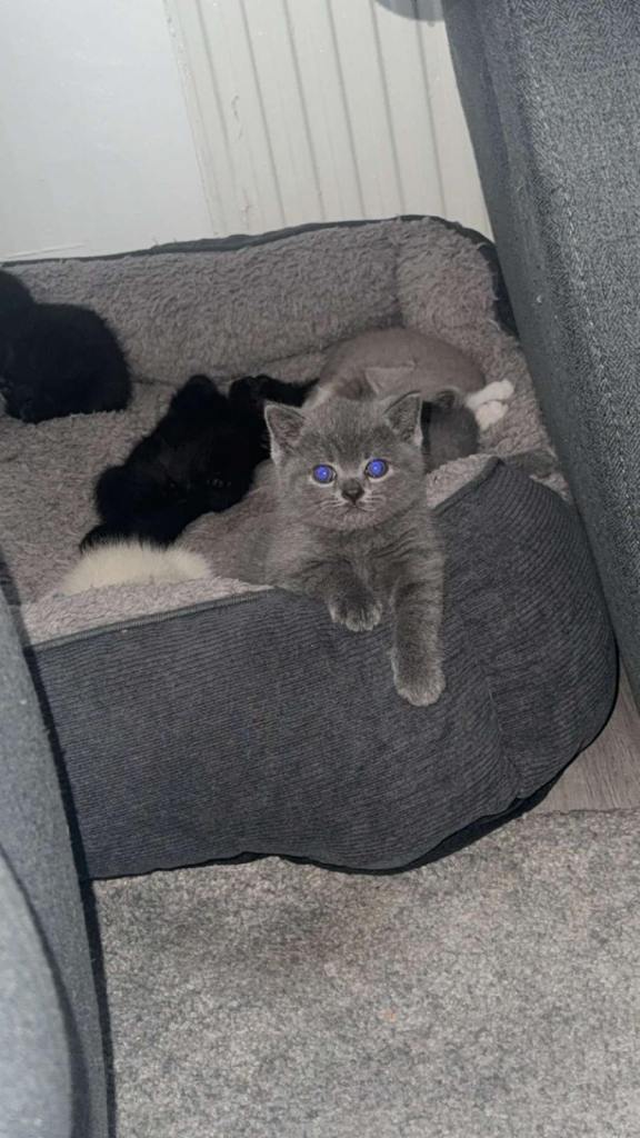 4 Beautiful British Short Hair Kittens 