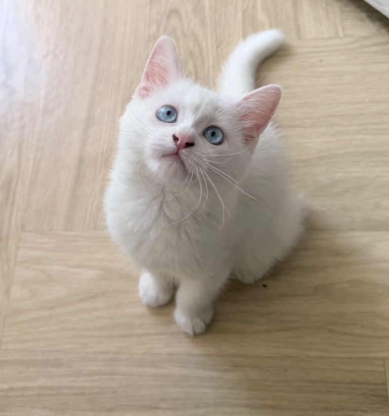 Stunning White Male British Shorthair Kitten with Bright Blue Eyes