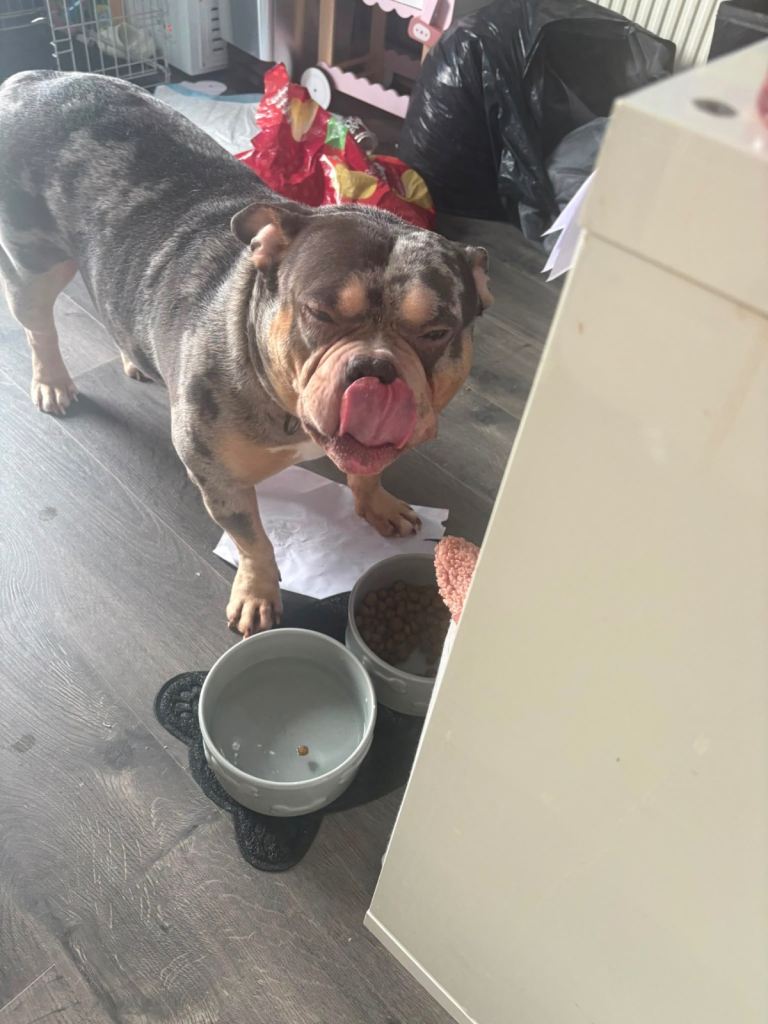 Beautiful, playful Pocket bully needs rehoming 