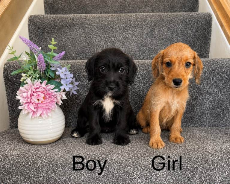 Daxipoo Puppies Ready Now