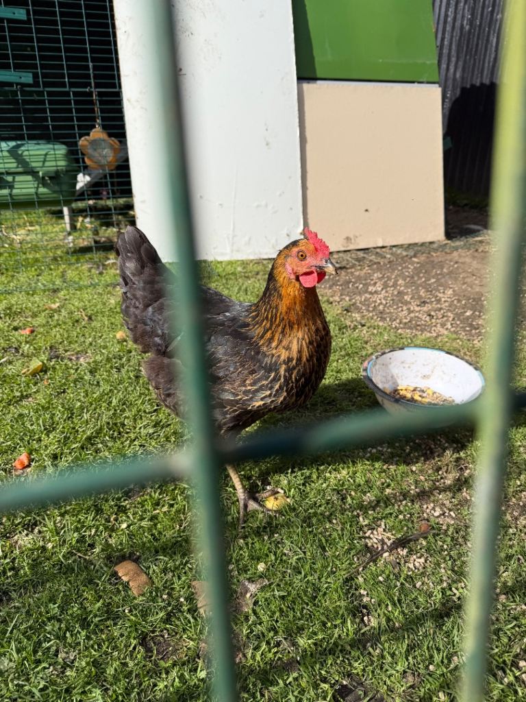 Black Rock type hybrid egg laying hen for sale