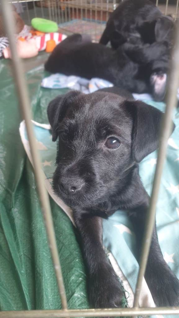 One female Patterdale terrier for sale