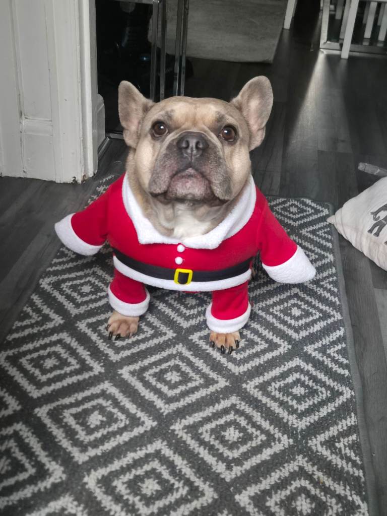 3 yr old french bulldog 