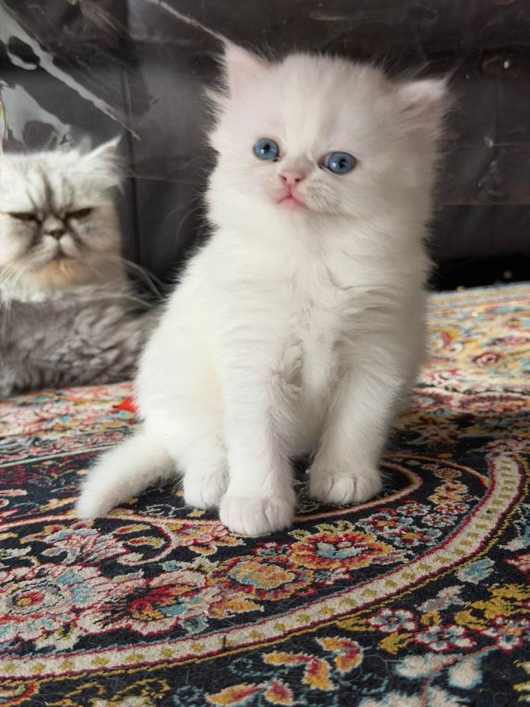 Stunning Purebred White Persian Kittens | Rare Odd Eyes & Blue Eyes