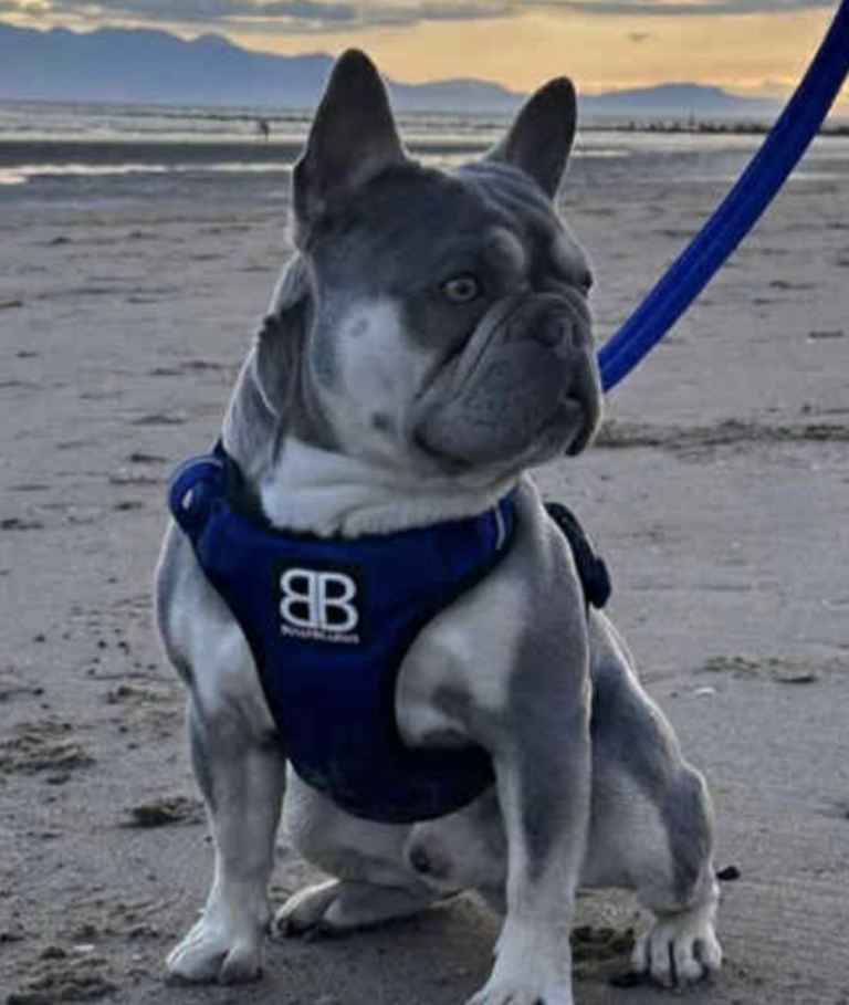 🐾 Blue & Tan French Bulldog Puppy – Ready Now 🐾