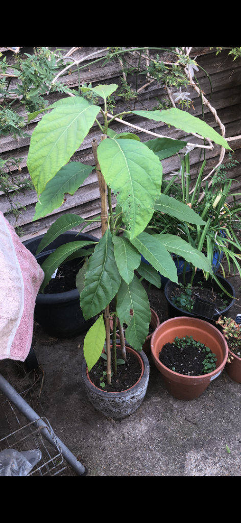 Avocado tree