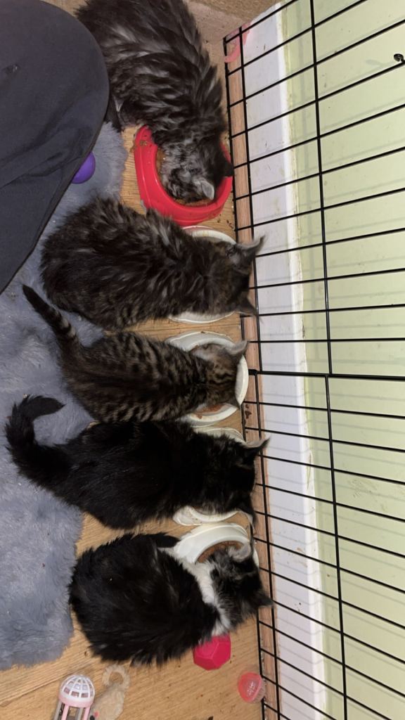 Maine coon x Ragdoll breed kittens for sale