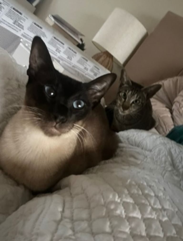 Two sister oriental cats