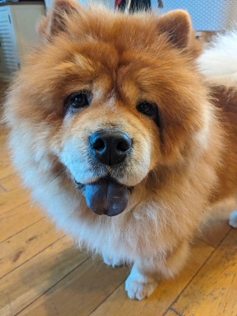 Chow Chow for Rehoming Bella – 5 year old Female