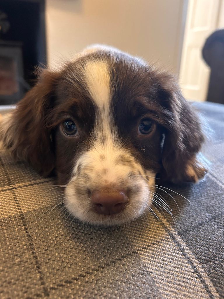 English springer spaniel 