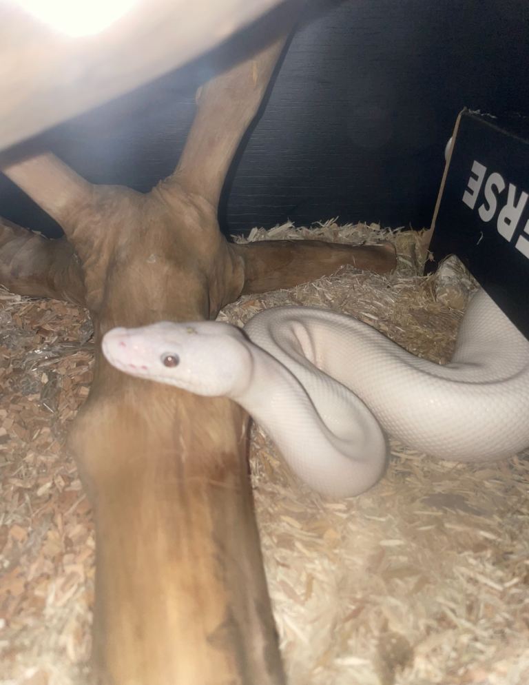 Ball Pythons Snake, Vivarium at extra cost