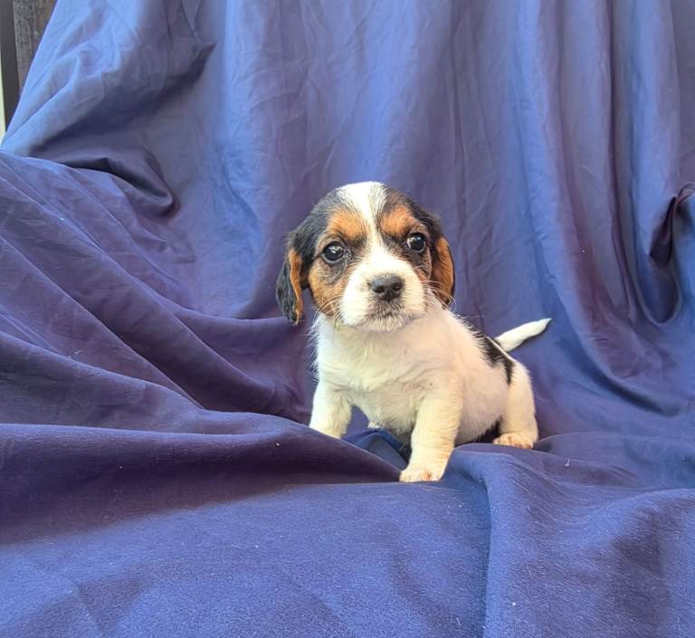 Beautiful jack russell puppies 