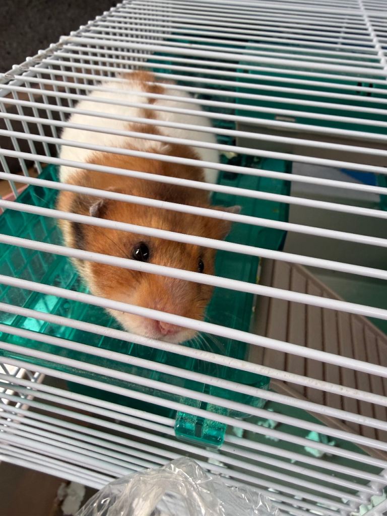Male hamster and cage