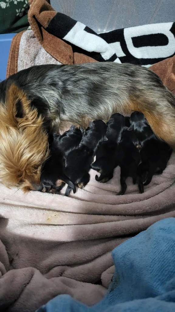 Beautiful yorkie puppies for sale