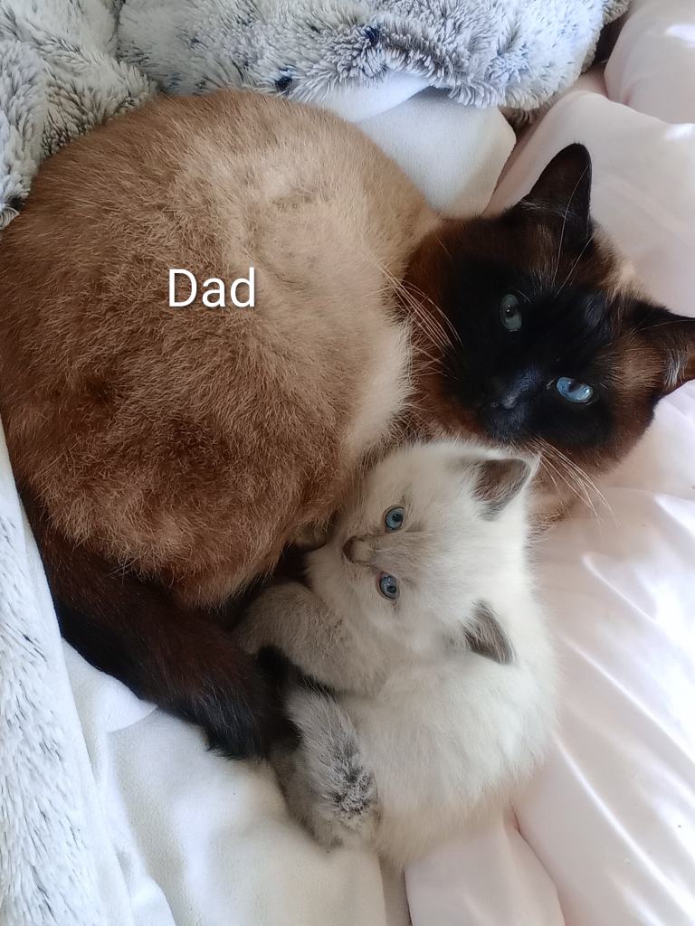 4 Male Ragdoll/Siamese kittens 