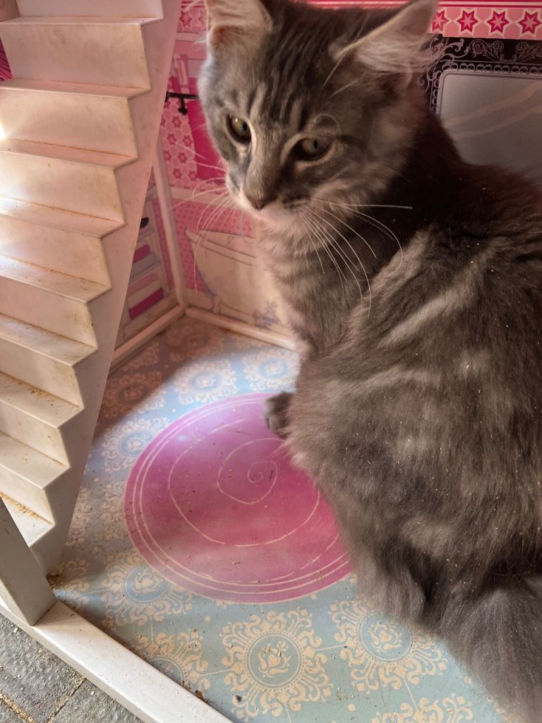 BEAUTIFUL MAINE COON litters for sale