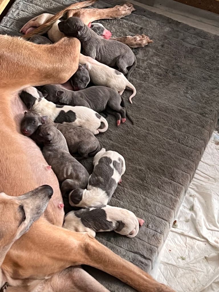 STUNNING BLUE KC WHIPPETS