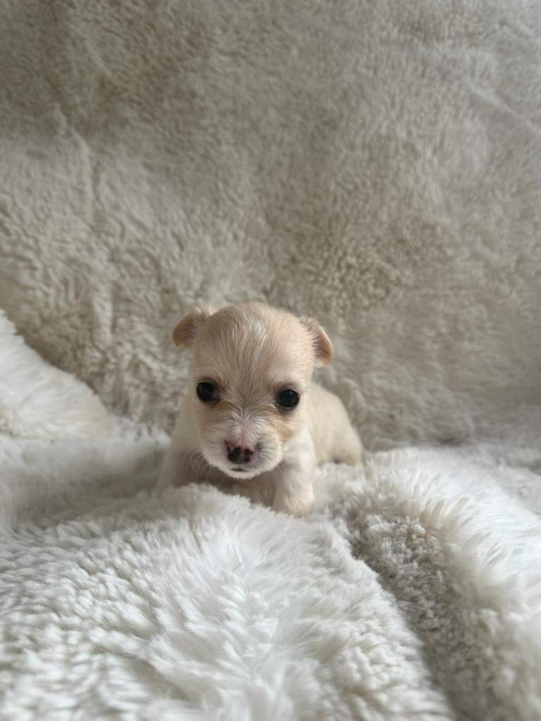 Chihuahua/Jack Russell 