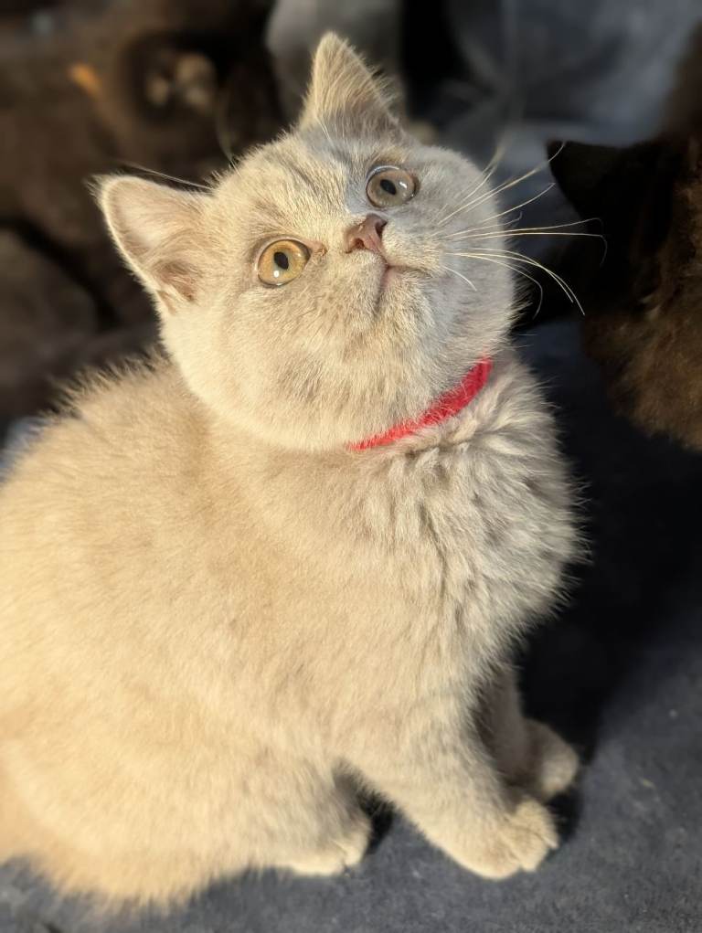 Adorable British shorthair & British long hair kittens ready to leave