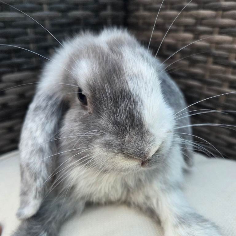 Beautiful mini lops boys and girls avalible .
