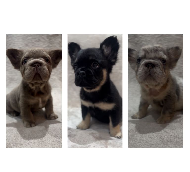 Fluffy Frenchie puppies, ready next week! (2k-2.5k, read description)
