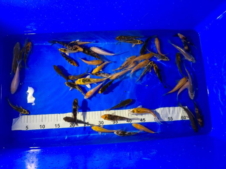 Koi pond Fish