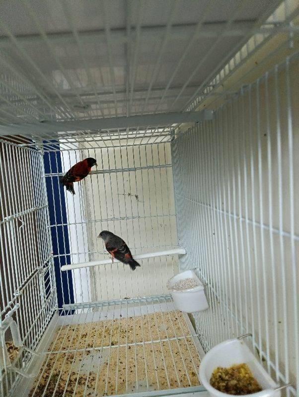 Canary +siskin