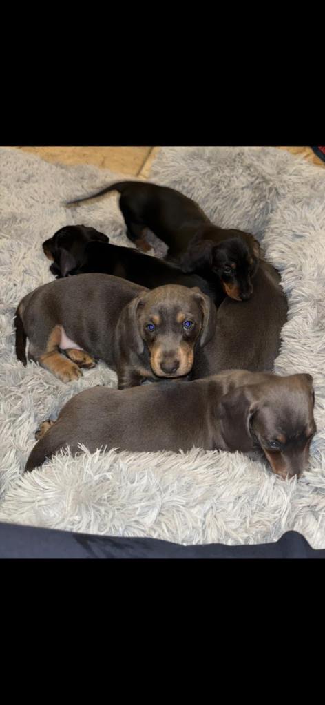 Miniature dachshund puppies