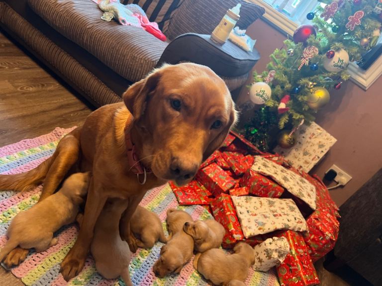 KC Registered Fox Red Labrador puppies for sale 